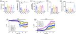 Selective block of adenosine A2A receptors prevents ischaemic-like effects induced by oxygen and glucose deprivation in rat medium spiny neurons