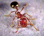 Managing Fire Ants in Butterfly Gardens - Texas A&M AgriLife