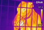 Influences on Infrared Thermography of the Canine Eye in Relation to the Stress and Arousal of Racing Greyhounds - MDPI