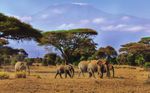 East African Safari Adventure - Pleasant Hill Rec & Park District AND TravelCenter Tours & Travel present - Mayflower Tours