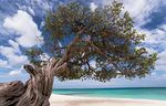 Duke Radiology in the Islands 2021 - January 17-20, 2021 The Ritz-Carlton Aruba