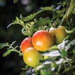 Promote Iceland Online Audit November 2016