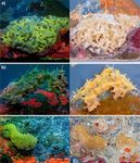 Observations of coral and cryptobenthic sponge fluorescence and recruitment on autonomous reef monitoring structures - (ARMS)