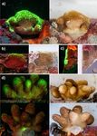 Observations of coral and cryptobenthic sponge fluorescence and recruitment on autonomous reef monitoring structures - (ARMS)