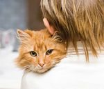 CITY OF MITCHAM DOG AND CAT MANAGEMENT PLAN 2018-2023