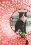 CITY OF MITCHAM DOG AND CAT MANAGEMENT PLAN 2018-2023