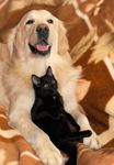 CITY OF MITCHAM DOG AND CAT MANAGEMENT PLAN 2018-2023