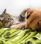 CITY OF MITCHAM DOG AND CAT MANAGEMENT PLAN 2018-2023