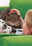 CITY OF MITCHAM DOG AND CAT MANAGEMENT PLAN 2018-2023