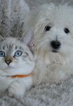 CITY OF MITCHAM DOG AND CAT MANAGEMENT PLAN 2018-2023