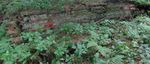 Forgotten Nazi Forced Labour Camps: Arbeitslager Riese (Lower Silesia, SE Poland) and the Use of Archival Aerial Photography and Contemporary ...