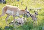 GARDINER MONTANA Nature's Favorite Entrance to Yellowstone National Park TM