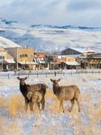 GARDINER MONTANA Nature's Favorite Entrance to Yellowstone National Park TM