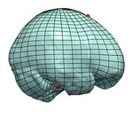 Visualizing Shape Transformation between Chimpanzee and Human Braincases