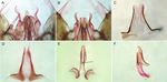 Redescription of Anopheles Nyssorhynchus antunesi Galv&atilde;o & Amaral and description of a new species of the Myzorhynchella Section Diptera: ...
