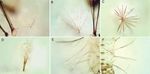 Redescription of Anopheles Nyssorhynchus antunesi Galv&atilde;o & Amaral and description of a new species of the Myzorhynchella Section Diptera: ...