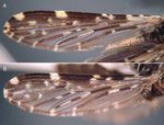 Redescription of Anopheles Nyssorhynchus antunesi Galv&atilde;o & Amaral and description of a new species of the Myzorhynchella Section Diptera: ...
