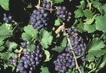 Pest Control in Small Vineyards