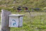 Birding Texas and winter birds of the Pacific Ocean - Amazon S3