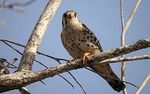 Birding Texas and winter birds of the Pacific Ocean - Amazon S3