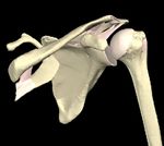 Rehabilitation Guidelines For SLAP Lesion Repair - UW Health
