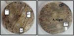 Plasma-liquid synthesis of silver nanoparticles and their antibacterial and antifungal applications - IOPscience