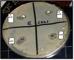 Plasma-liquid synthesis of silver nanoparticles and their antibacterial and antifungal applications - IOPscience