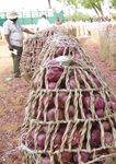 BIANNUAL REPORT 2015-2016 - Breakthrough in Science and Innovation for Transformation of Agriculture in West and Central Africa