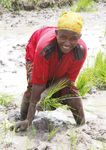 BIANNUAL REPORT 2015-2016 - Breakthrough in Science and Innovation for Transformation of Agriculture in West and Central Africa