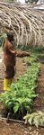 BIANNUAL REPORT 2015-2016 - Breakthrough in Science and Innovation for Transformation of Agriculture in West and Central Africa