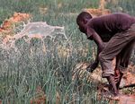 BIANNUAL REPORT 2015-2016 - Breakthrough in Science and Innovation for Transformation of Agriculture in West and Central Africa