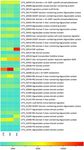 Diffusible signal factor signaling controls bioleaching activity and niche protection in the acidophilic, mineral oxidizing leptospirilli