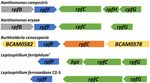 Diffusible signal factor signaling controls bioleaching activity and niche protection in the acidophilic, mineral oxidizing leptospirilli