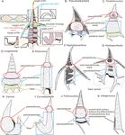 Verifiability of genus-level classification under quantification and parsimony theories: a case study of follicucullid radiolarians