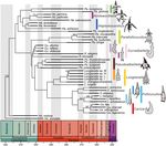 Verifiability of genus-level classification under quantification and parsimony theories: a case study of follicucullid radiolarians