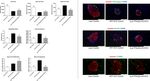 Benefits of Sustained Upregulated Unimolecular GLP-1 and CCK Receptor Signalling in Obesity-Diabetes