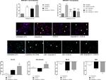 Benefits of Sustained Upregulated Unimolecular GLP-1 and CCK Receptor Signalling in Obesity-Diabetes