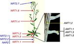 CA17134 - Optical synergies for spatiotemporal SENSing of scalable ECOphysiological traits - (SENSECO)