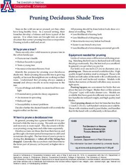 Pruning Deciduous Shade Trees