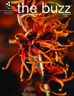 The buzz An exclusive for Society members Winter 2020 - Bellevue ...