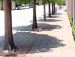 22 Benefits of Urban Street Trees