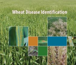 Wheat Disease Identification - UT Crops