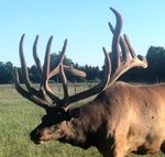 North American Elk Breeders Association 2021 March Mingle Benefit Semen Auction - North American ...