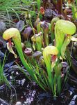 Growing Carnivorous Plants in containers - American Horticultural Society
