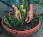 Growing Carnivorous Plants in containers - American Horticultural Society