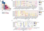 Modelling the impact of decidual senescence on embryo implantation in human endometrial assembloids