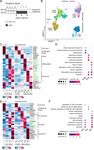 Modelling the impact of decidual senescence on embryo implantation in human endometrial assembloids