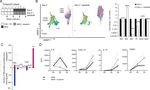 Modelling the impact of decidual senescence on embryo implantation in human endometrial assembloids