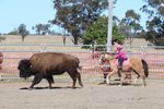 PCA Virtual Nationals Update - Pony Club Australia