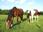 PCA Virtual Nationals Update - Pony Club Australia